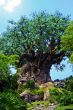 Old Carved Tree