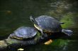 Sea turtles