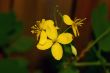 Spring Flowers