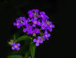 Violet Flower