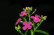 Violet Flower