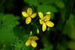 Spring Flowers