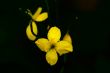 Spring Flowers