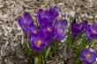 Spring Flowers
