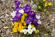 Spring Flowers