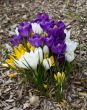 Spring Flowers
