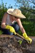 weeding garden