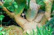two kittens and cactus