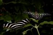 Beautiful butterflies