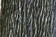 Tree Trunk