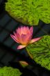 Pink Water Lily