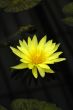 Water lily