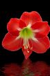 Red Flower