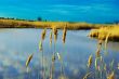 Wild Grass