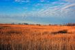 Wild Grass