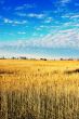 Wild Grass