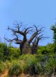 Old Barren Tree