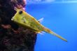 Strange yellow fish on a blue background