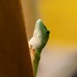 The small green lizard on a yellow background