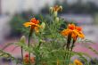 Orange small flowers