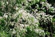 bird cherry