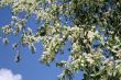 bird cherry