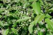 bird cherry
