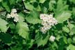 hawthorn