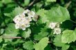 hawthorn