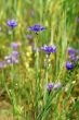 cornflower