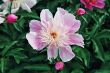 peony