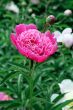 peony