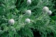 poppies