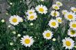 Camomile