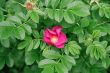 dogrose