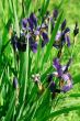 blossoming iris