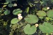 water lily