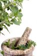 Herbs 014