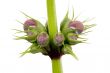 Emerging buds