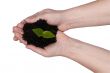 Two hands holding a plant