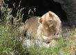 Lioness Licking her leg