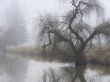 Foggy Trees Beside A Creek