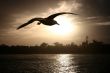 Sea gull at sunset