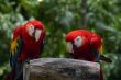 Two Macaws