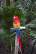 A Macaw