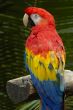 A Macaw