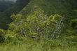 Tropical Rainforest