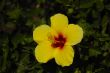Yellow Hibiscus
