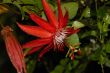 Another Tropical Flower