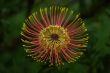 Protea Flower